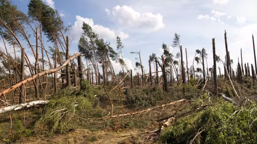 Storm damage in forest