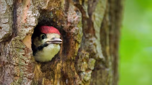 Young great spotted woodpecker on the nest in the willow forest 