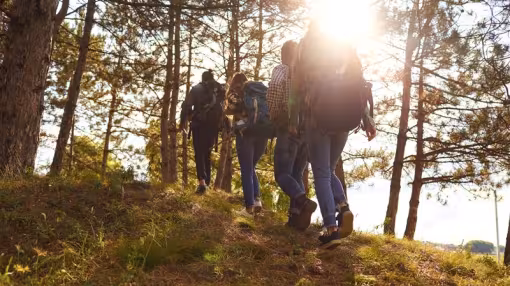 A group of four hikers with backpacks walking up a grassy forest trail into a pine grove at sunset.