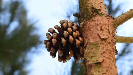 A close-up of a brown pine cone attached to the textured bark of a pine tree branch.