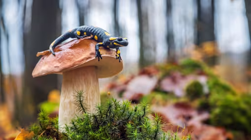 salamander in forest