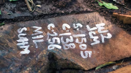 Felled tree with tracking numbers in Sefwi Wiawso, Ghana