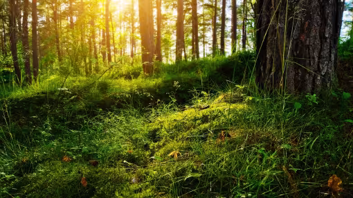 Summer forest in Poland