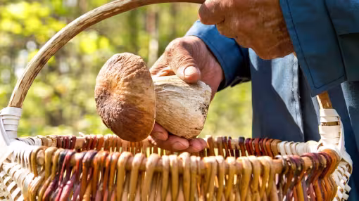 Mushroom representing non-wood forest products
