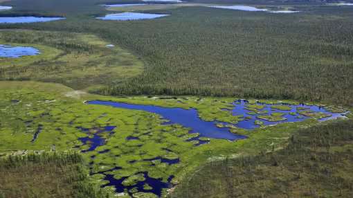 decorative photo of forest landscape in Russia