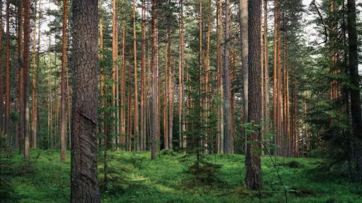 Pine forest