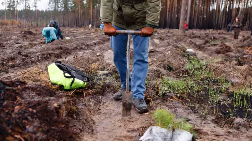 Person planting tree seedling