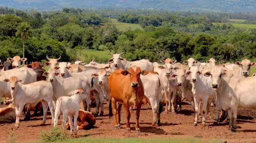 A large herd of white and brown cattle stands in a field in Paraguay, with a green forest and rolling blue mountains in the background.