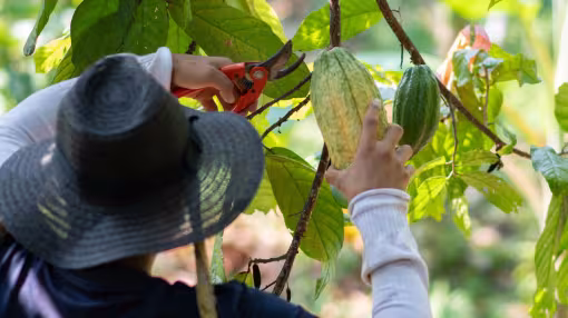 A person wearing a wide-brimmed hat uses red pruning shears to carefully harvest a large, green cocoa pod from a tree in a Colombian forest.