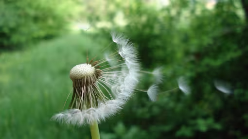 decorative photo of dandelion puff