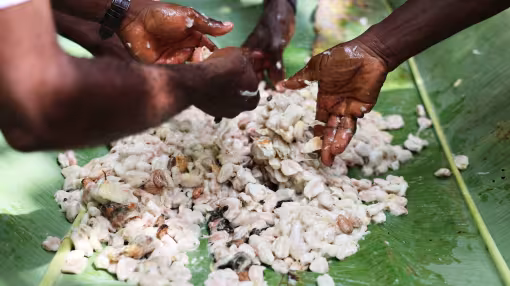 A close-up of hands sorting through a pile of fresh, white cocoa beans resting on large green banana leaves.