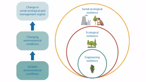 Hierarchy of commonly used resilience concepts. Modified from Nikinmaa et al. 2020.