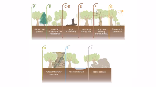 Seven factors related to structural and compositional stand features, and forest management (A&ndash;G) and three factors related to land-use history and associated macrohabitats (H&ndash;J). Source: Emberger et al. (2023).