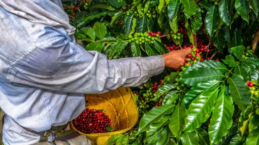 A close-up of a farmer in Peru hand-picking ripe red coffee cherries from a vibrant green coffee plant and placing them into a yellow bucket.