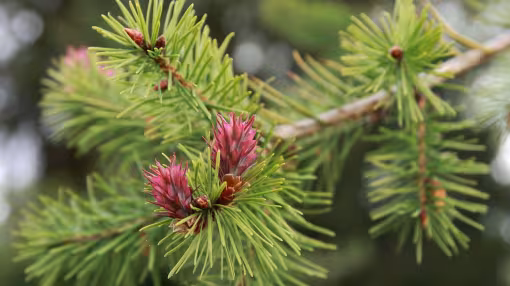 Douglas fir seed cones