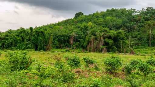 A wide shot of a green rainforest covering a hillside in C&ocirc;te d'Ivoire.