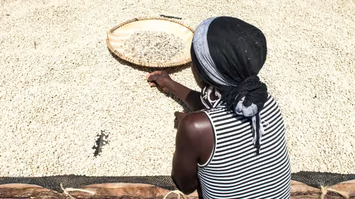 A woman wearing a headscarf and striped top uses a woven tray to sort and filter a large spread of drying coffee beans under the sun.