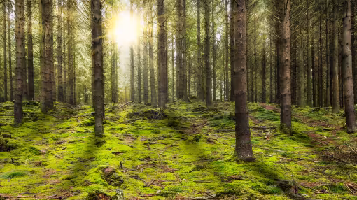 forest with the morning sun shining through the trees.