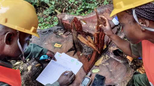 Forestry professionals conducting field measurements and data collection on a harvested tree in a tropical forest.