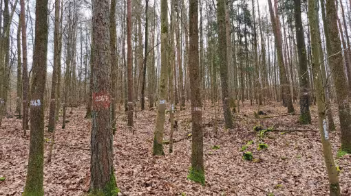 A forest management site during autumn, showing multiple tree trunks marked with white and orange identification numbers for research or inventory purposes.