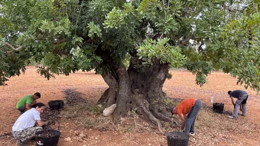 Carob tree and pod collectors in Valencia, Spain