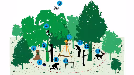 illustration showing methods for forest monitoring