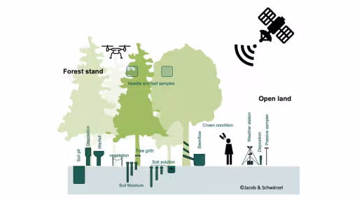 illustration showing forest monitoring tools