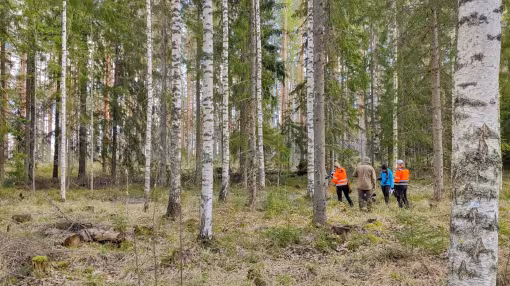 Three individuals walking along a path in a forest filled with tall birch trees
