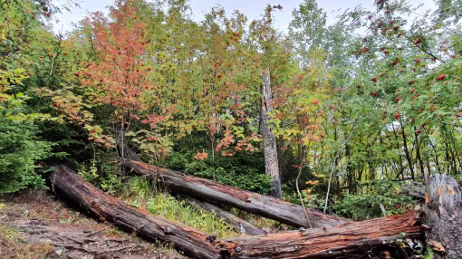 Old-growth forest in Slovakia
