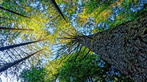 Upward view of a European forest