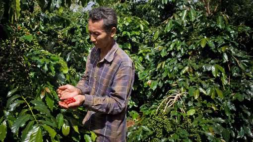 A coffee farmer stands amid lush, green coffee plants, gently cupping a handful of bright red, ripe coffee cherries in his hands.