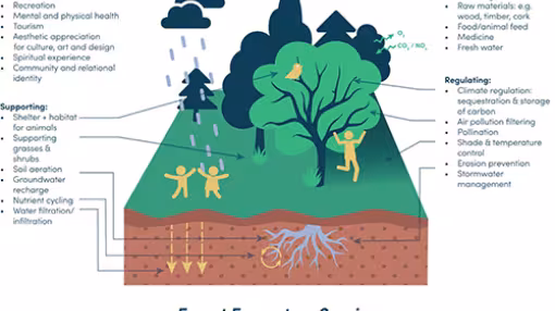 graph shows the various elements that form forest ecosystem services