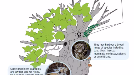 This graph  illustrates a habitat tree.
