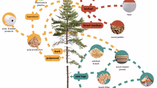 examples of harvested wood products