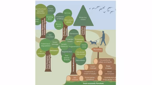 graph shows indicators for sustainable forest management