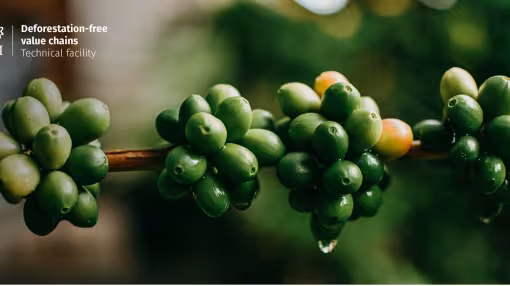Coffee cherries in Lao PDR