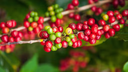 Red coffee cherries in Lao PDR