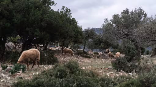 Sheep grazing in Mediterranean landscape