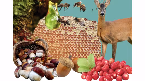 a collage of non-wood forest products