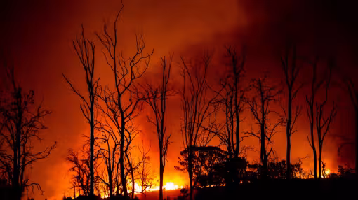 a wildfire burning trees