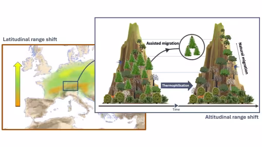 This graph illustrates forest assisted migration.