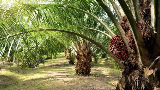 Palm oil trees