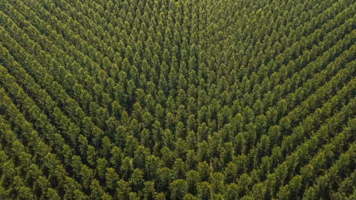 Aerial view of the forest in Gironde, Plantation, France