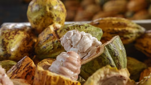 Cocoa beans
