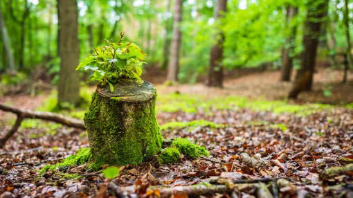 Tree stump with young shoots