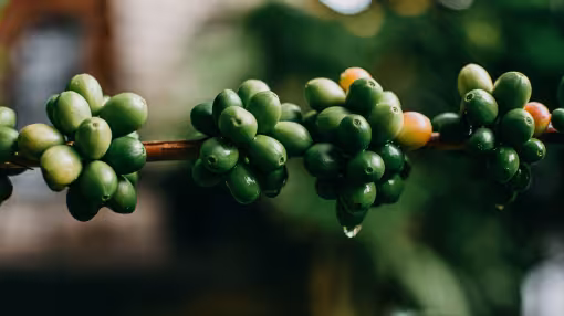 Coffee cherries