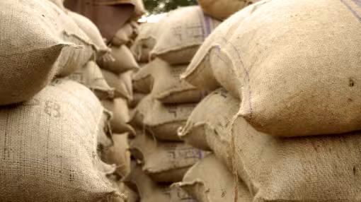  Jute bags full of cocoa beans