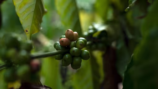 Coffee cherries in northern Asia