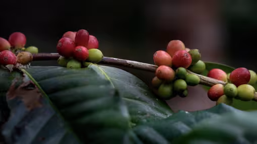 Red coffee cherries in Tanzania