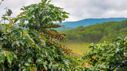 Coffee plantation in the highlands in Vietnam